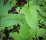 Crepis paludosa. Лист. Пермский край, Кунгурский р-н, правый берег р. Сылва, ур. Камень Ермак, берёзово-сосновый лес, опушка. 11.06.2023.