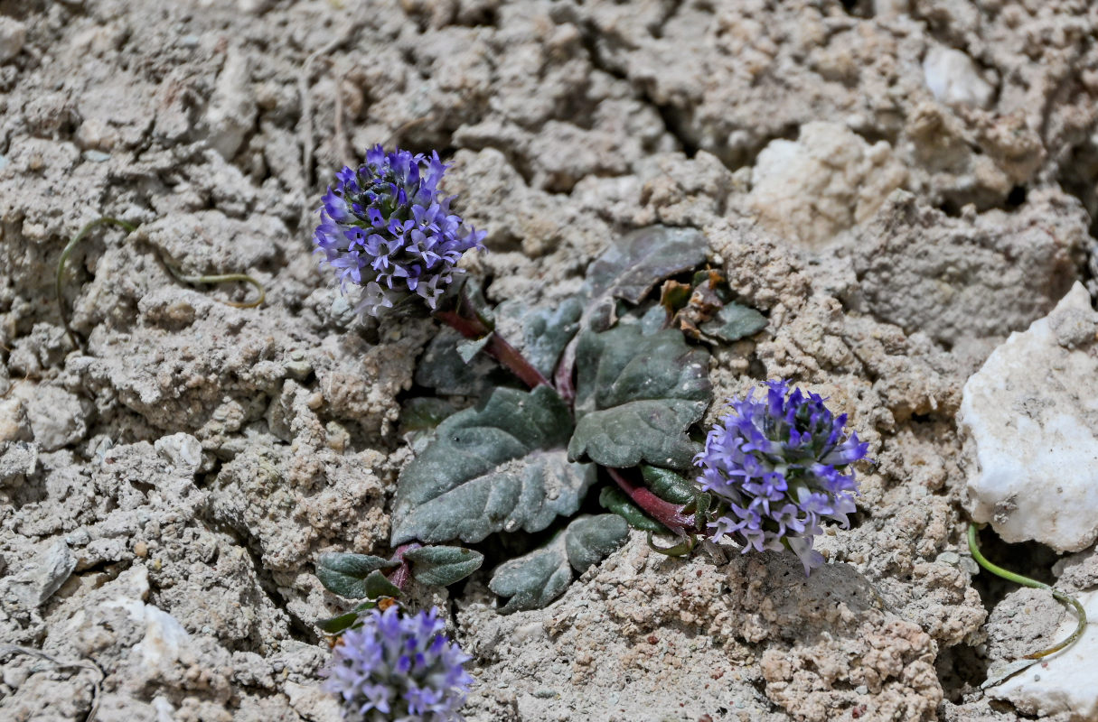 Изображение особи Lagotis decumbens.