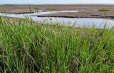 Bolboschoenus maritimus. Цветущие растения. Дагестан, Магарамкентский р-н, окр. с. Приморский, песчаный пляж, берег ручья. 05.05.2022.