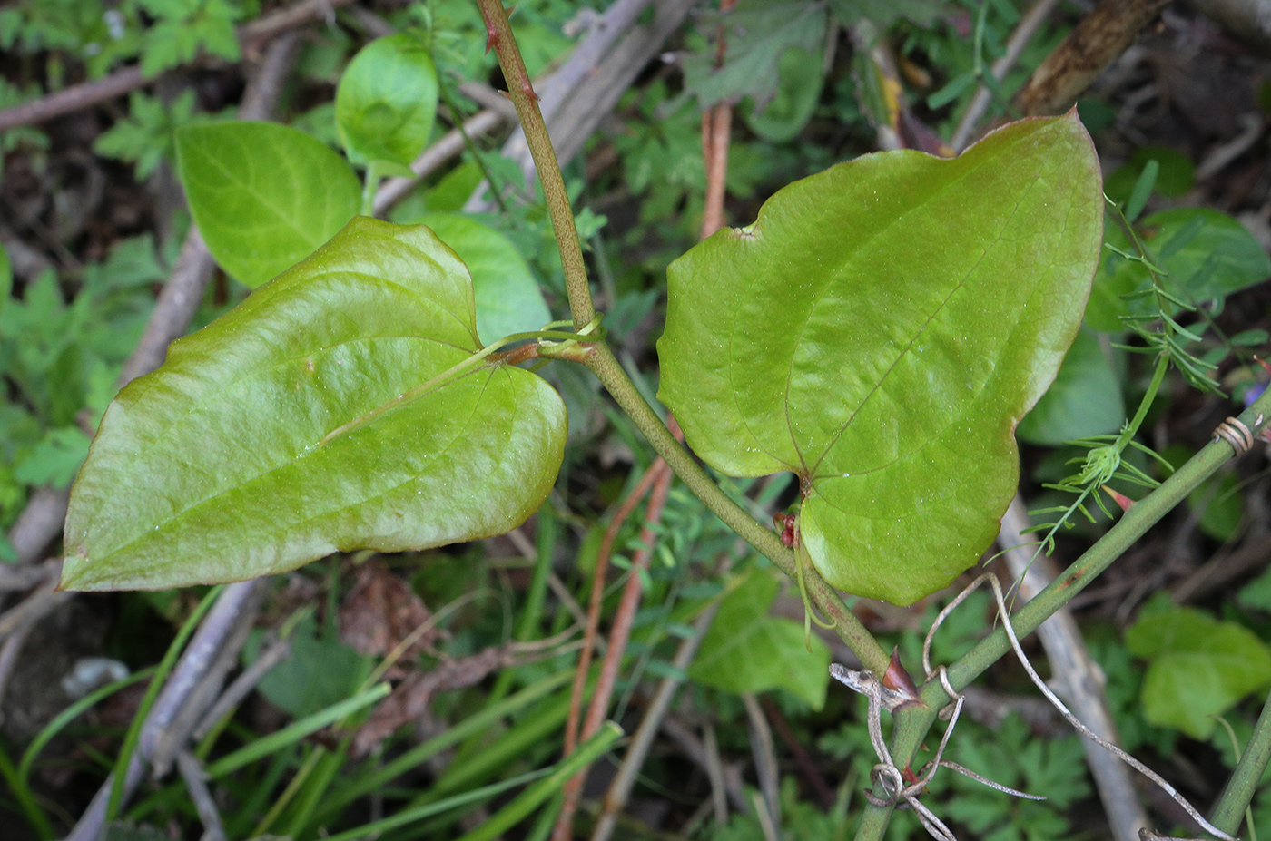 Изображение особи Smilax excelsa.