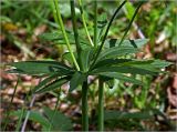 Ranunculus cassubicus