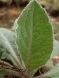 Verbascum thapsus