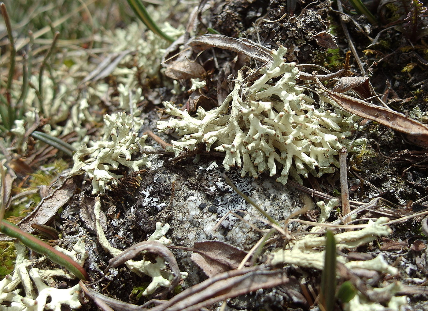 Изображение особи Allocetraria madreporiformis.