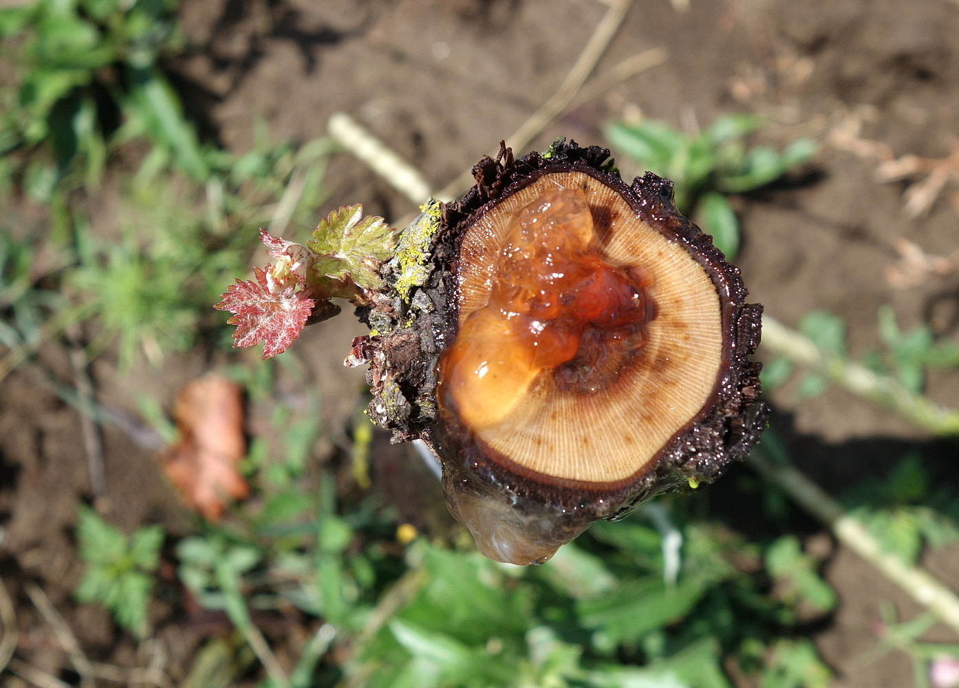 Image of genus Vitis specimen.