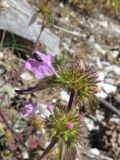 Galeopsis ladanum