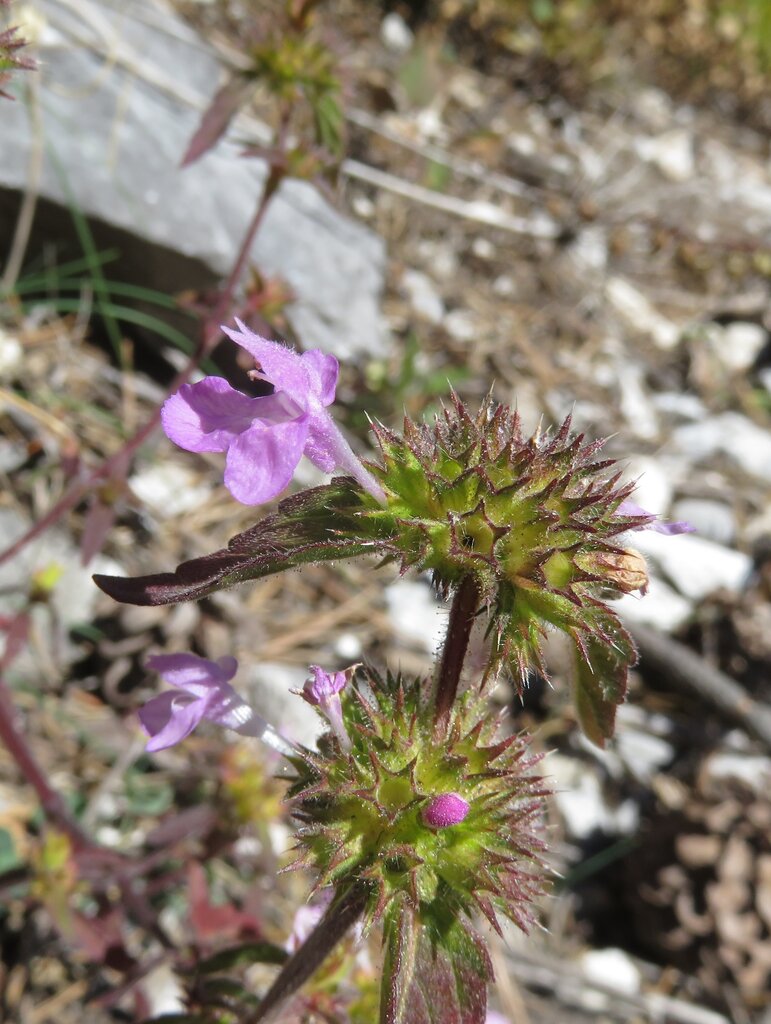 Изображение особи Galeopsis ladanum.