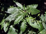 Sorbus &times; thuringiaca