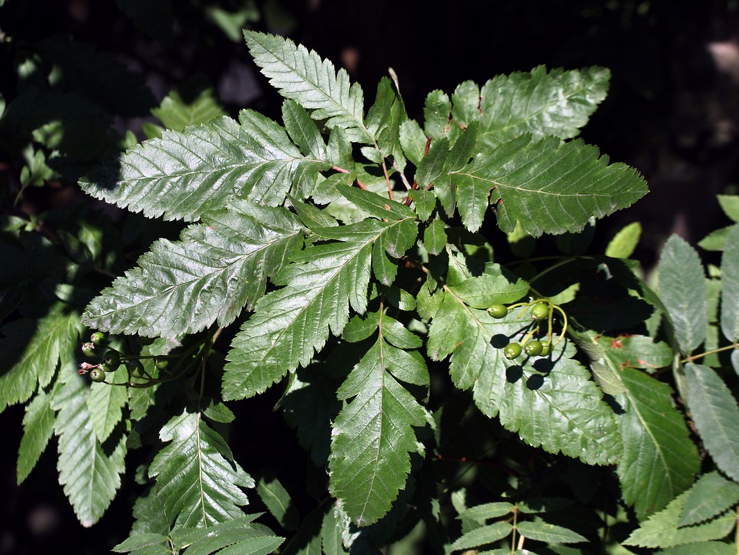 Изображение особи Sorbus &times; thuringiaca.