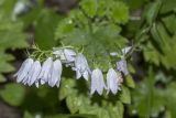 genus Campanula