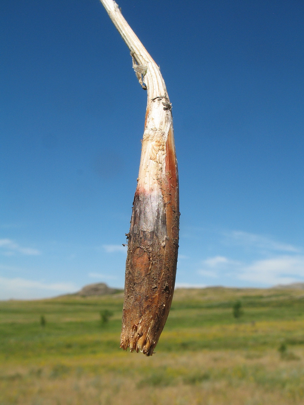 Image of Allium montanostepposum specimen.