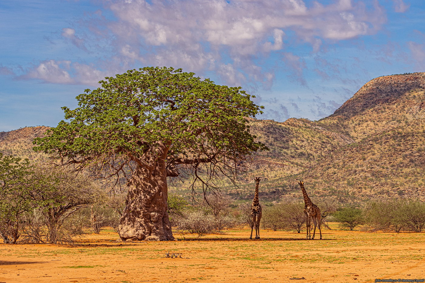 Image of genus Adansonia specimen.