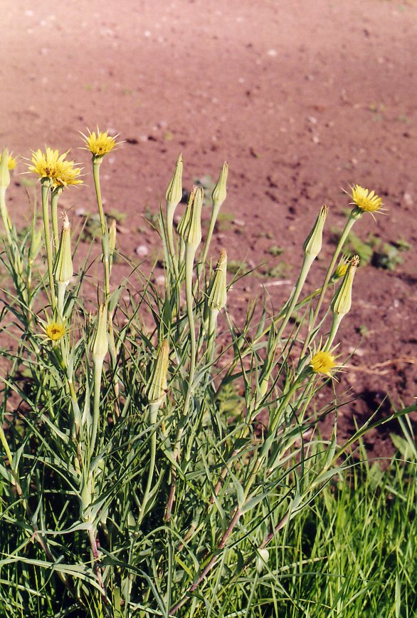 Image of Tragopogon dubius ssp. major specimen.