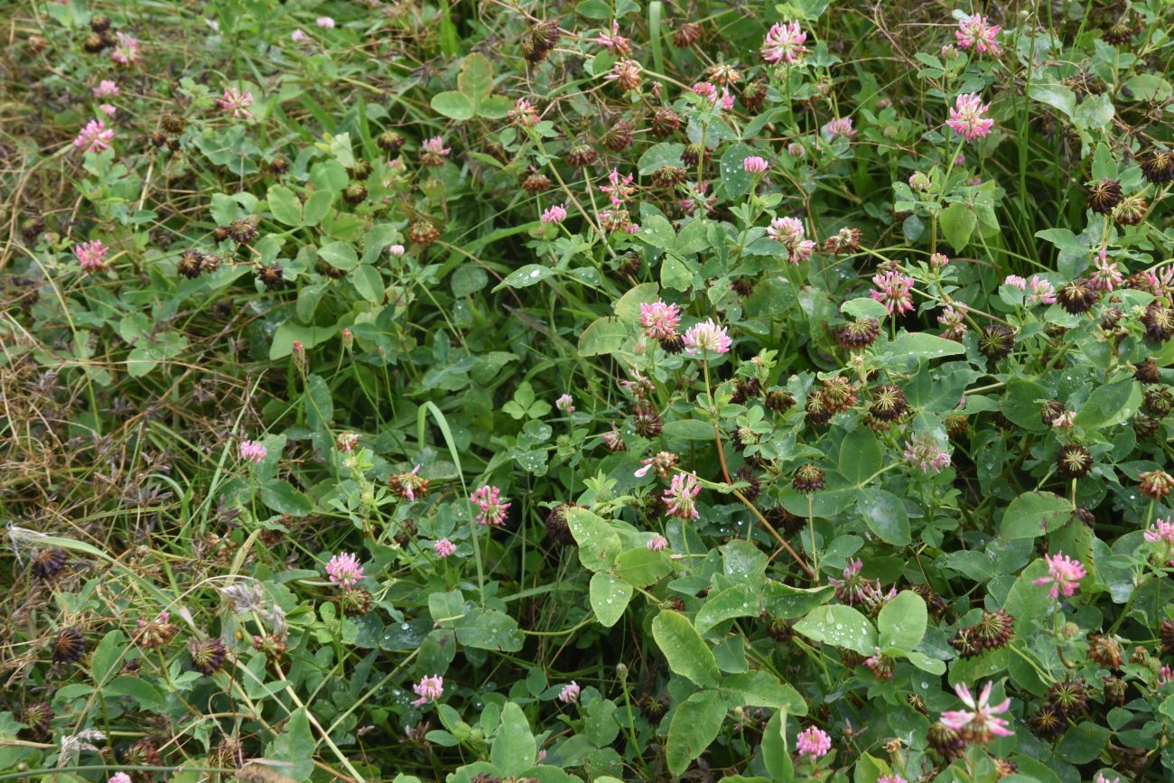 Image of Trifolium hybridum specimen.