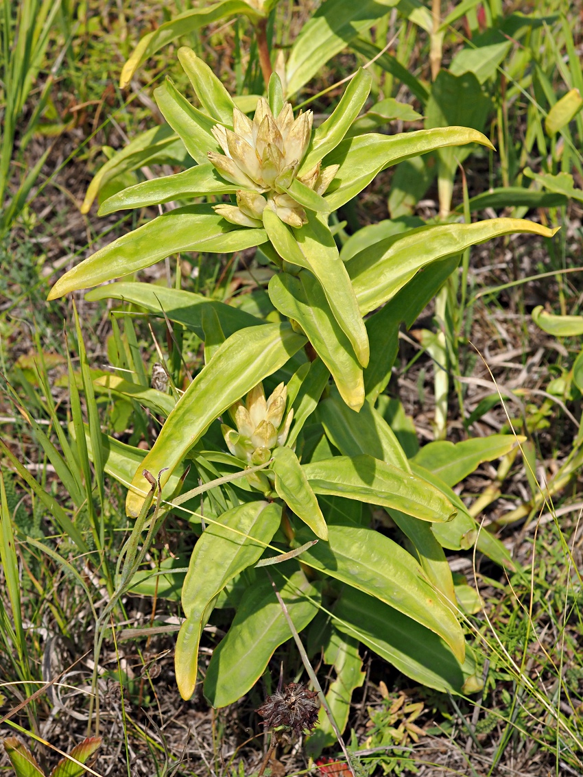 Изображение особи Gentiana cruciata.