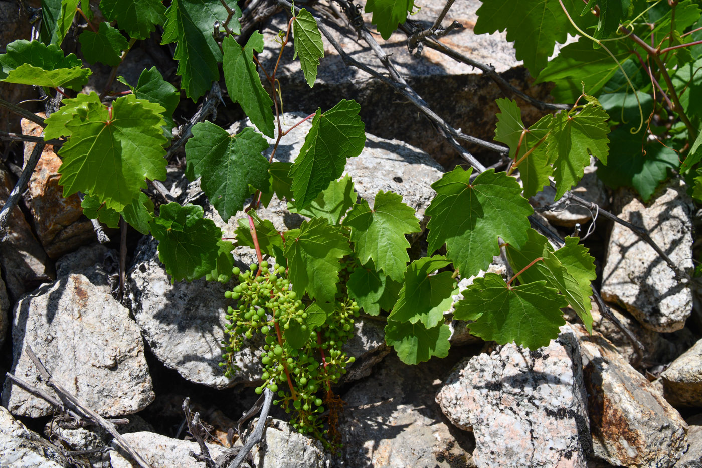 Image of Vitis vinifera specimen.