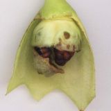 Image of specimen