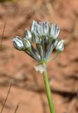 Allium подвид ugami