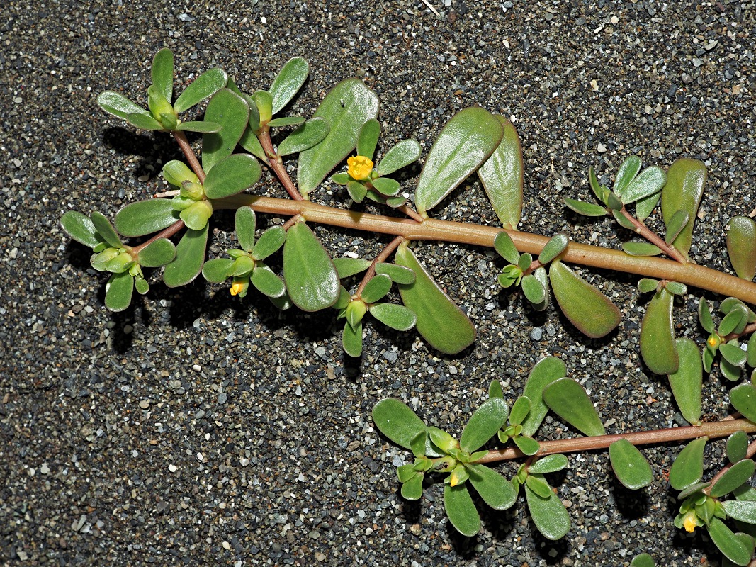 Изображение особи Portulaca oleracea.