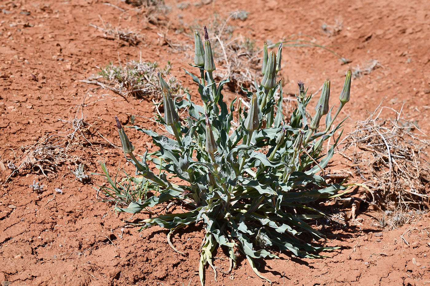 Изображение особи Tragopogon ruber.