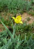 Tulipa suaveolens