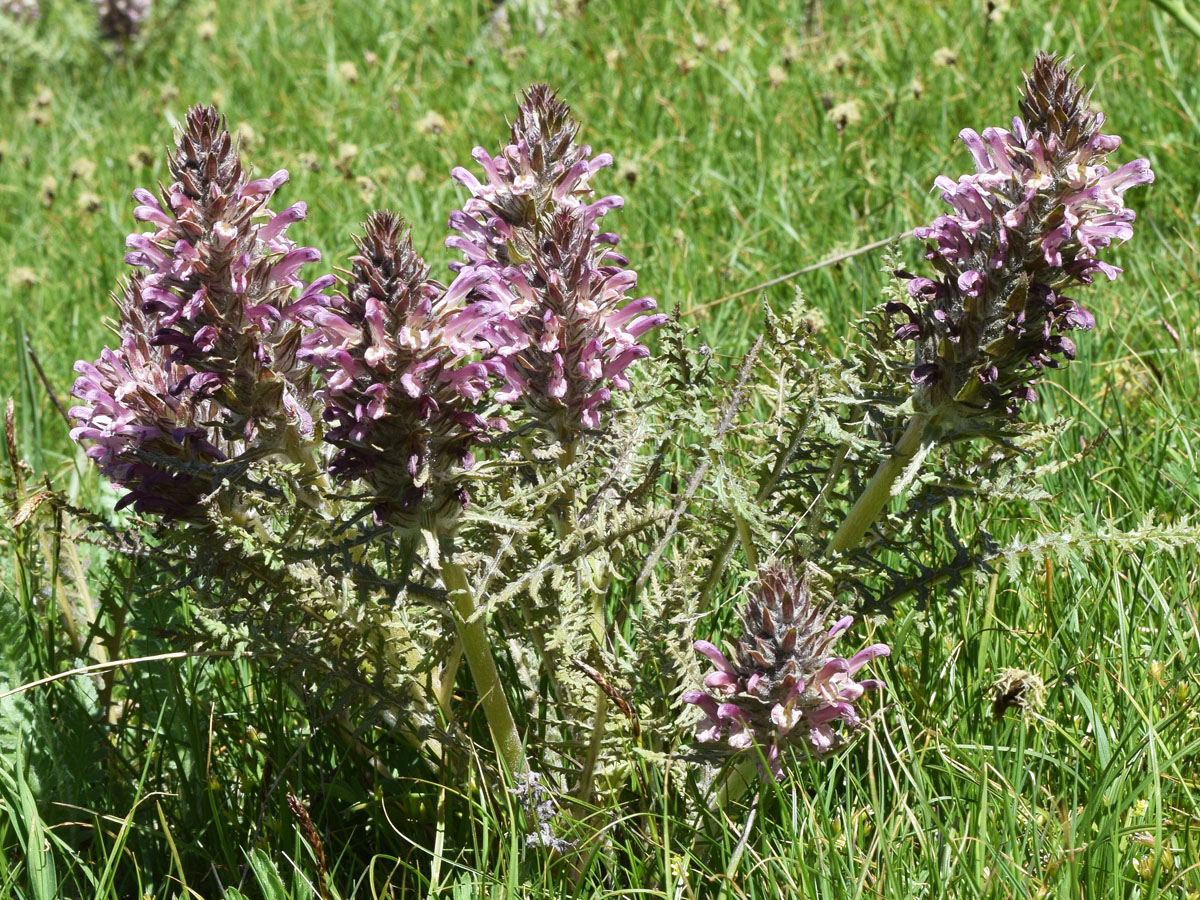 Image of Pedicularis olgae specimen.