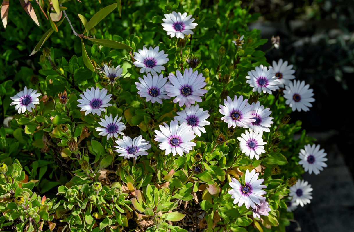 Изображение особи Osteospermum fruticosum.
