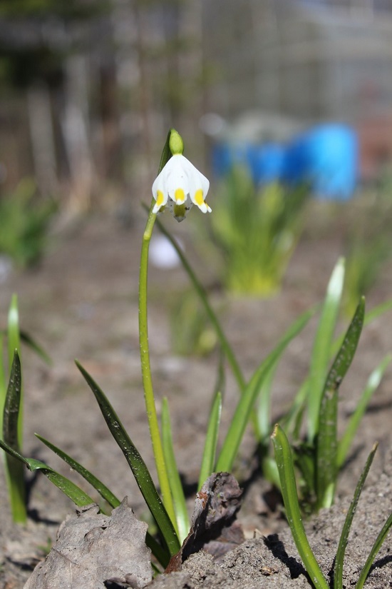 Image of Leucojum vernum specimen.