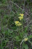 Primula macrocalyx. Отцветающее растение. Турция, ил Ардахан, левый борт долины р. Рабат между с. Йылдырым-Тепе и крепостью Шайтан Калеси, выс. 1980 м н.у.м., на склоне. 18 мая 2025 г.