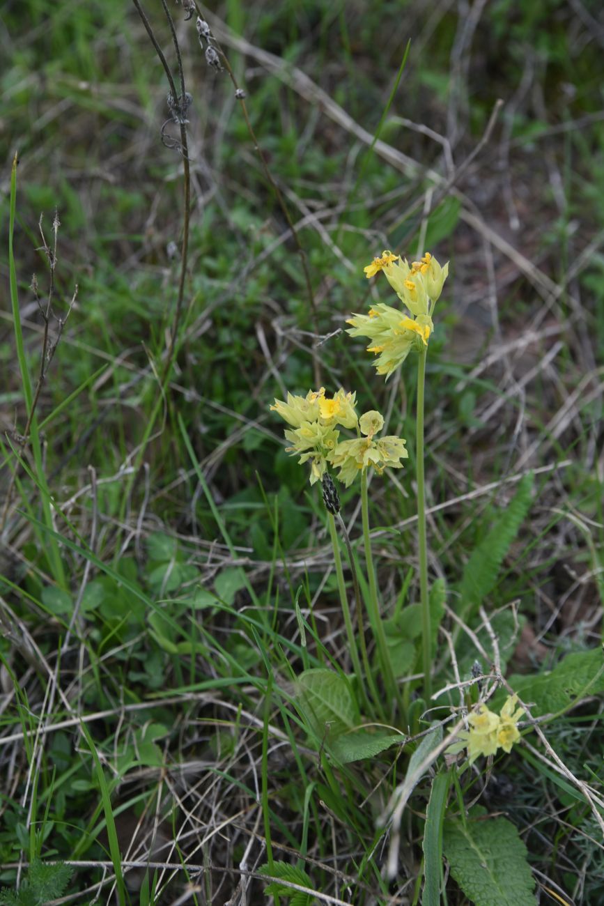 Изображение особи Primula macrocalyx.