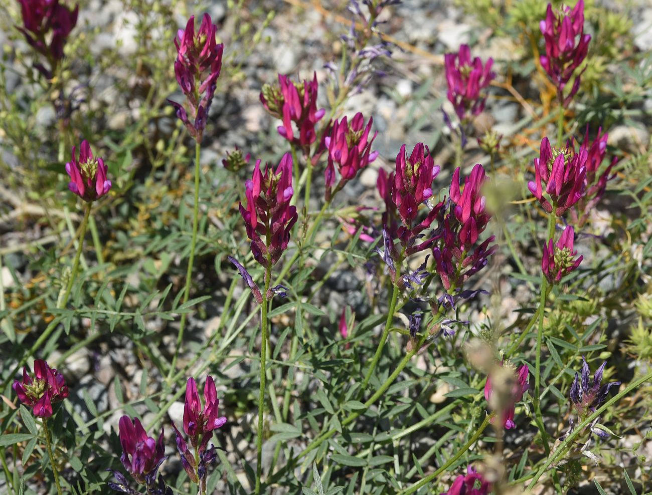 Image of genus Astragalus specimen.