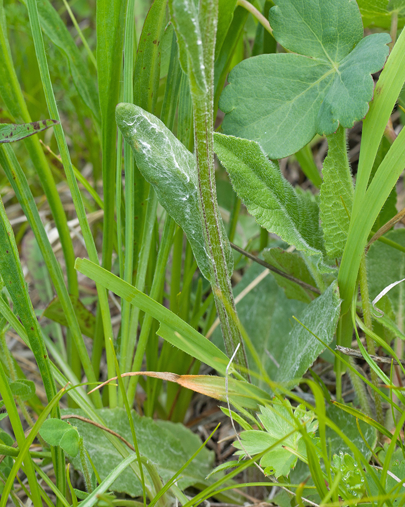 Image of Tephroseris caucasigena specimen.