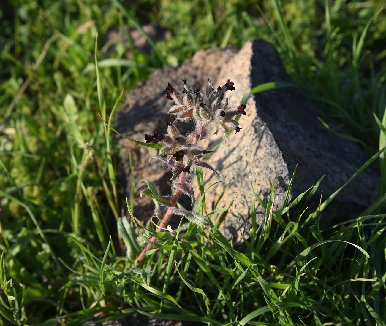 Image of genus Nonea specimen.