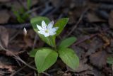 Trientalis europaea