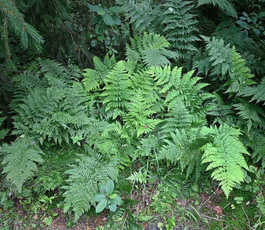 Image of genus Dryopteris specimen.
