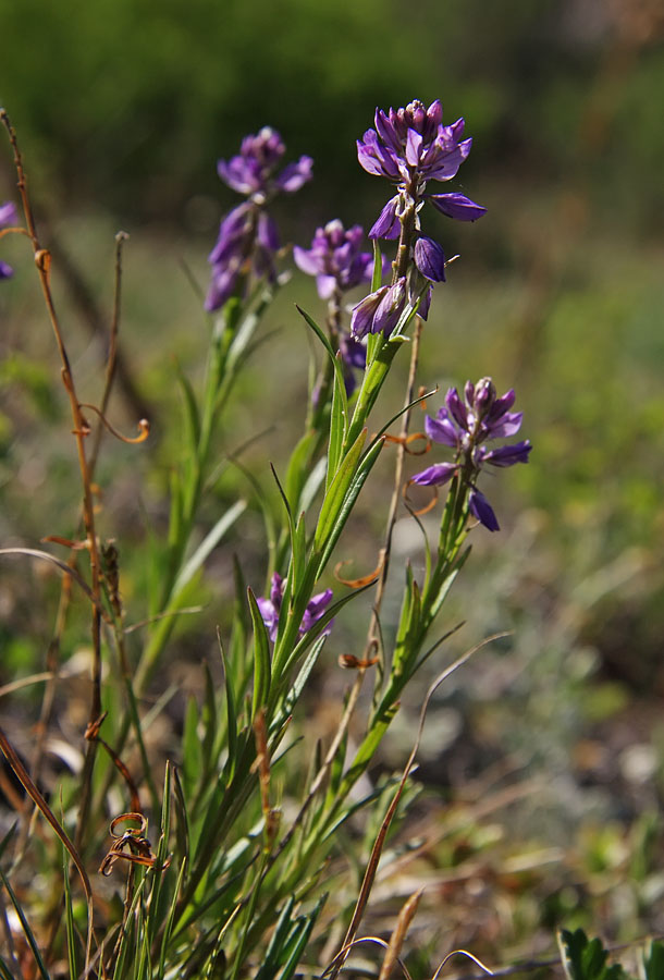 Image of Polygala comosa specimen.