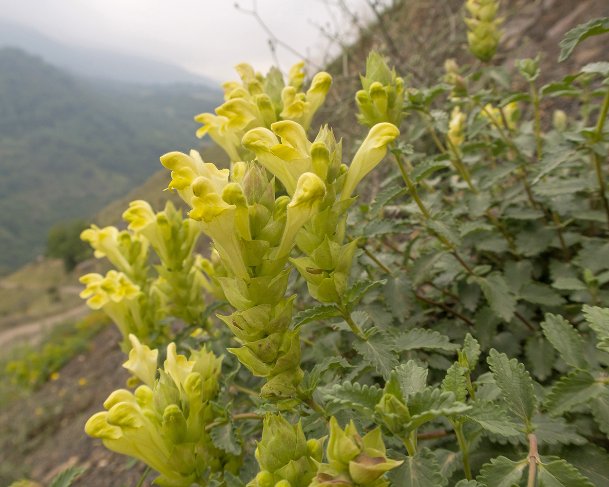 Изображение особи Scutellaria polyodon.