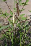 Echinochloa crus-galli