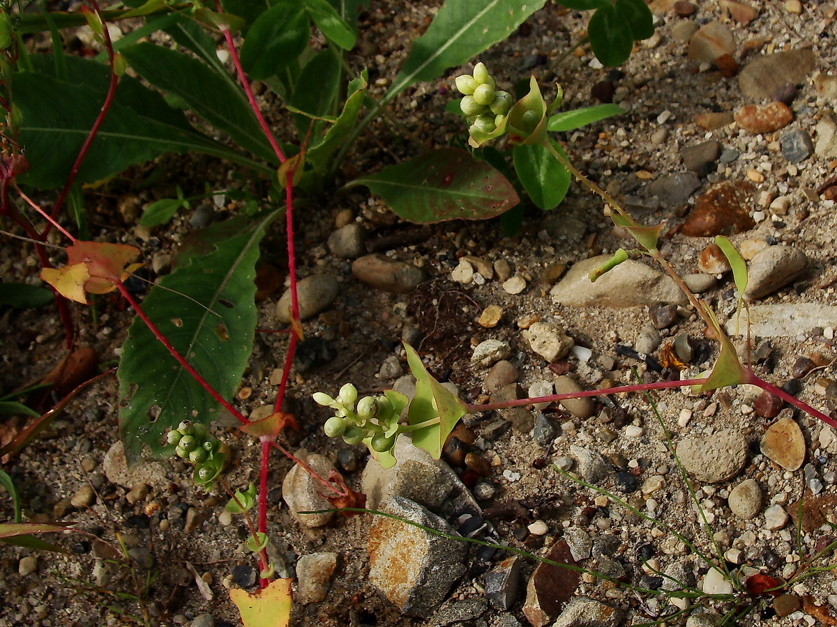 Image of Chylocalyx perfoliatus specimen.