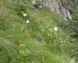 familia Dipsacaceae. Цветущее растение. Кабардино-Балкария, Черекский р-н, дол. р. Чайнашки, ≈ 1800 м н.у.м., овсяницевый лужок в каньоне водопадистого ручья. 29.07.2025.