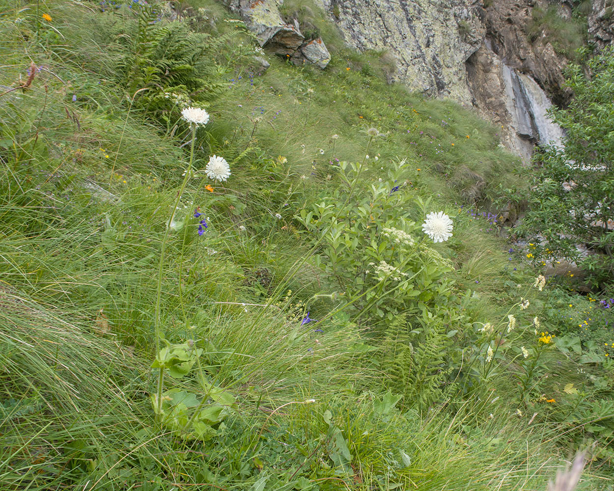 Image of familia Dipsacaceae specimen.