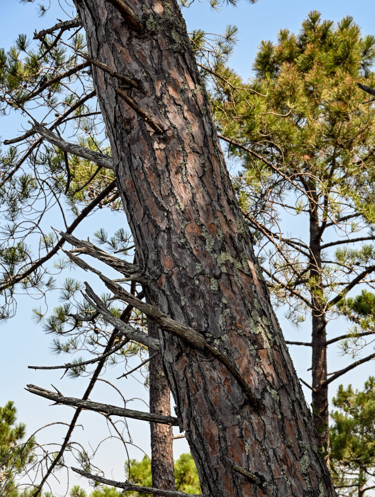 Изображение особи Pinus pinea.