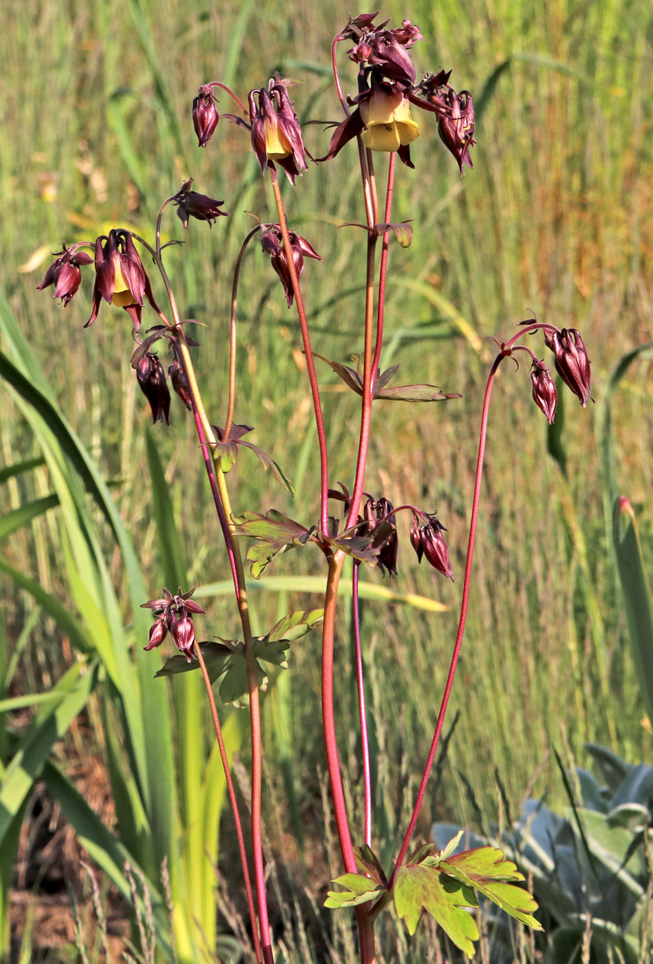 Image of Aquilegia oxysepala specimen.