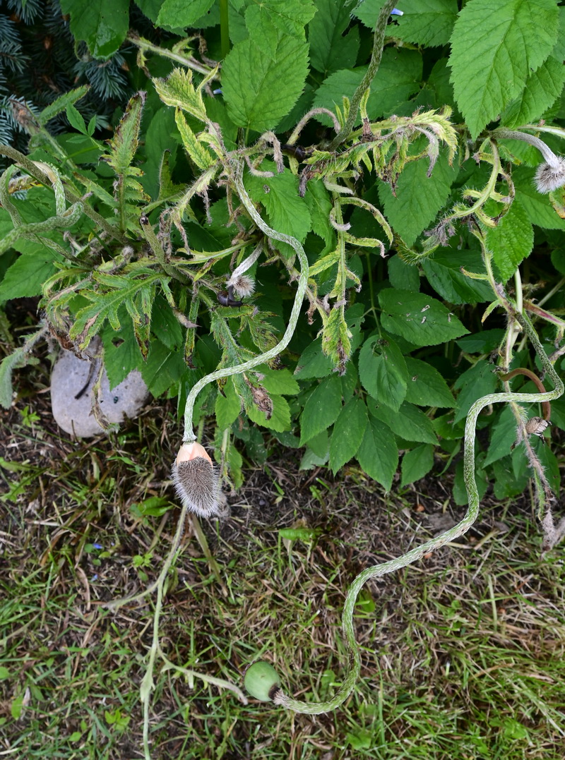 Image of genus Papaver specimen.