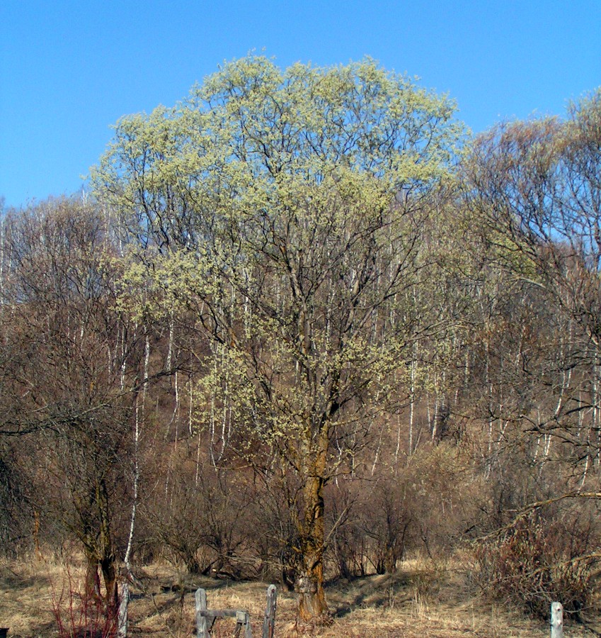 Image of Salix rorida specimen.