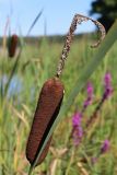 Typha × glauca. Соплодие, отмершее мужское соцветие (вверху) и часть листа. Беларусь, Витебская обл., окр. дер. Сурмино, оз. Белое, прибрежное песчаное мелководье. 15.08.2025.