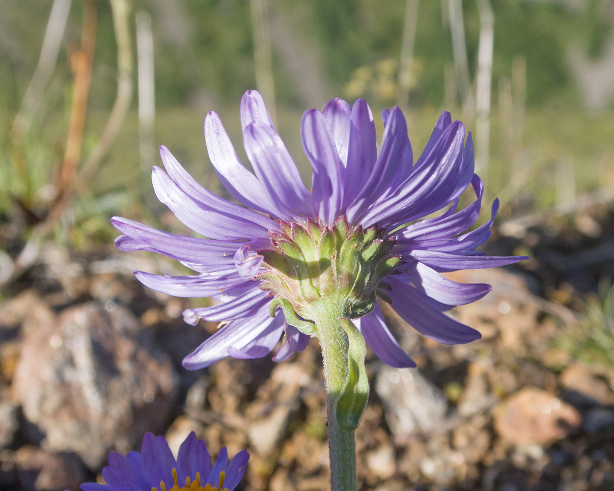 Изображение особи Aster alpinus.