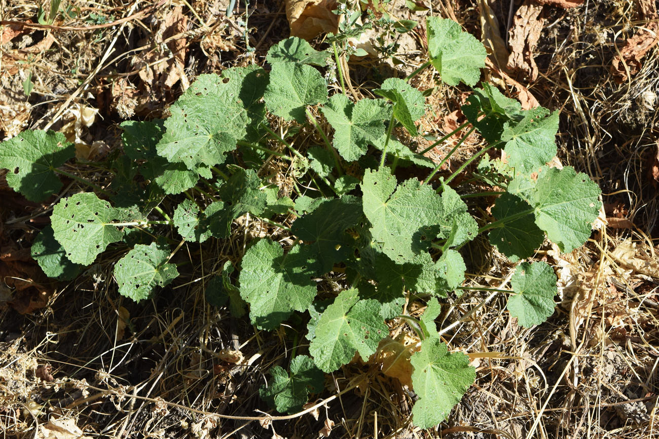 Image of Alcea nudiflora specimen.