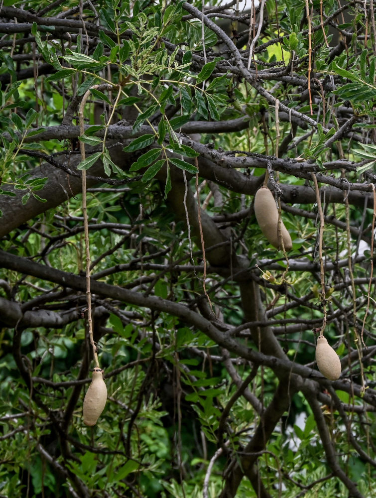Image of Kigelia pinnata specimen.