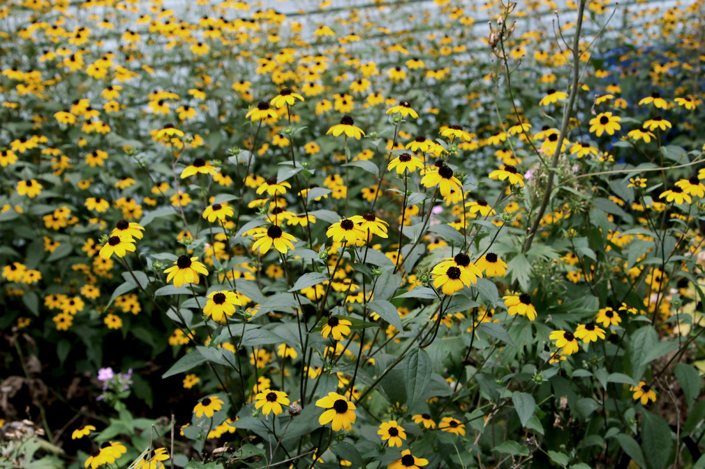 Image of Rudbeckia triloba specimen.