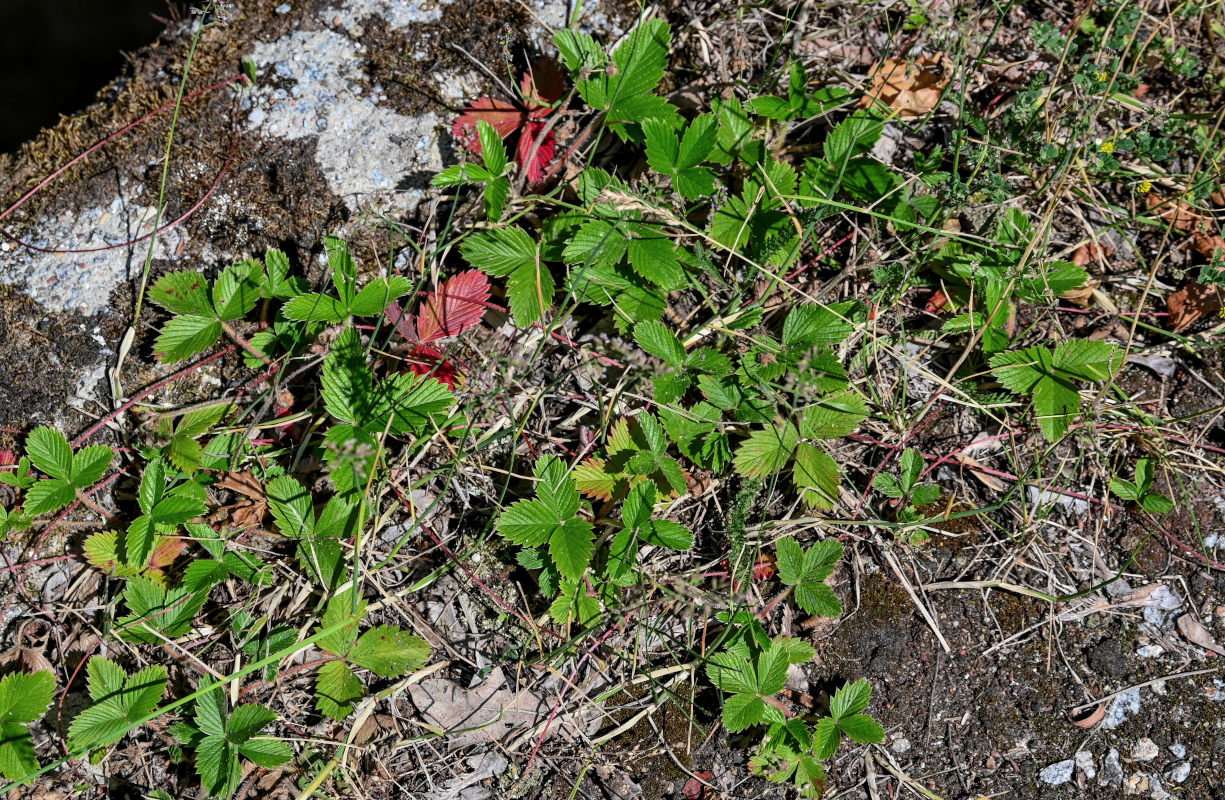 Image of Fragaria vesca specimen.